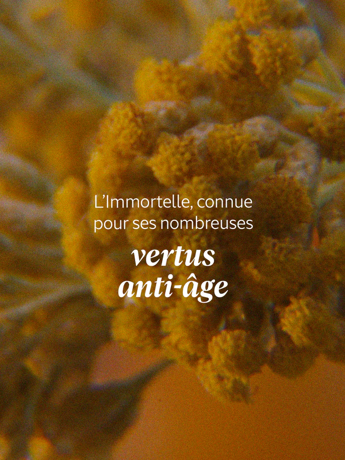 L'Occitane Baume Corps Immortelle-Karité – Image 8