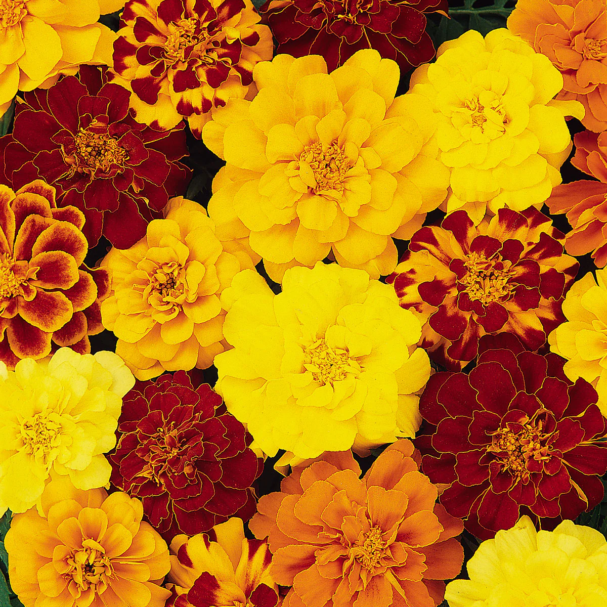 Oeillet d'inde Durango Mix - Tagetes 'Durango Mix'