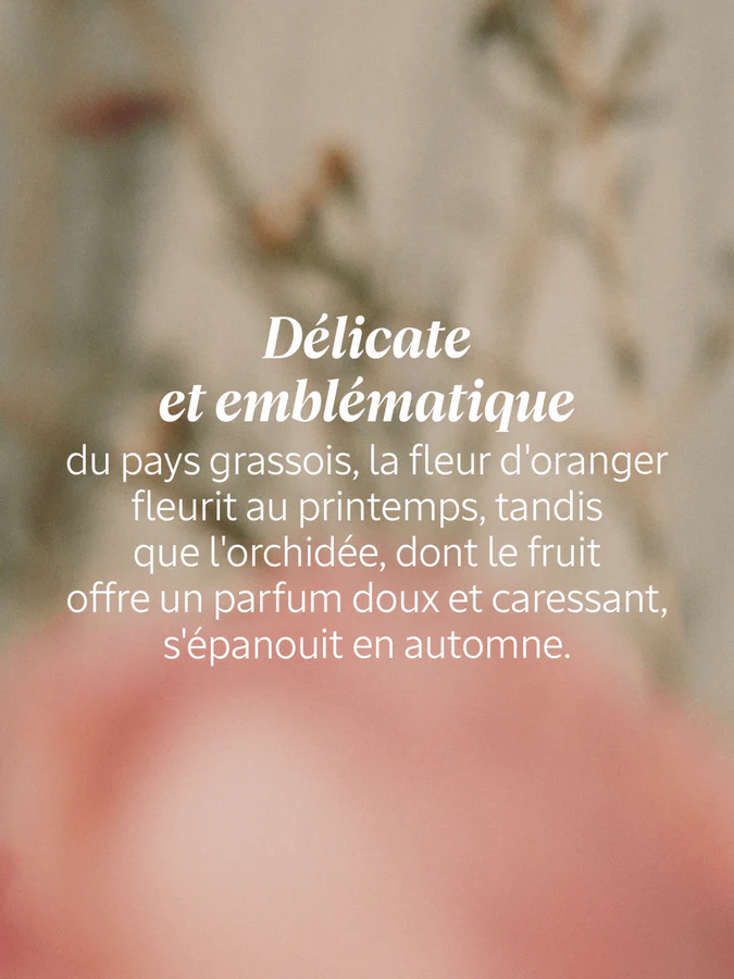 L'Occitane Lait Parfumé Néroli & Orchidée 250 ml – Image 2