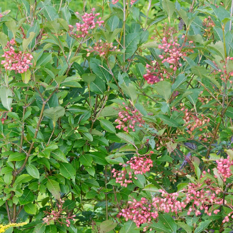 Vione cassinoïdes - Viburnum cassinoides