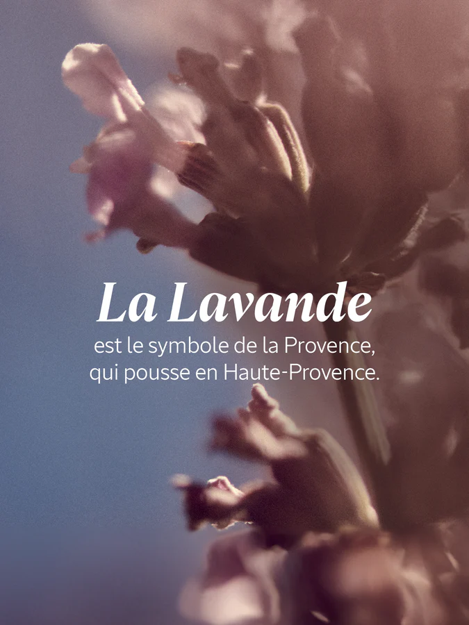 L'Occitane Lait Corps Lavande Blanche 250 ml – Image 4