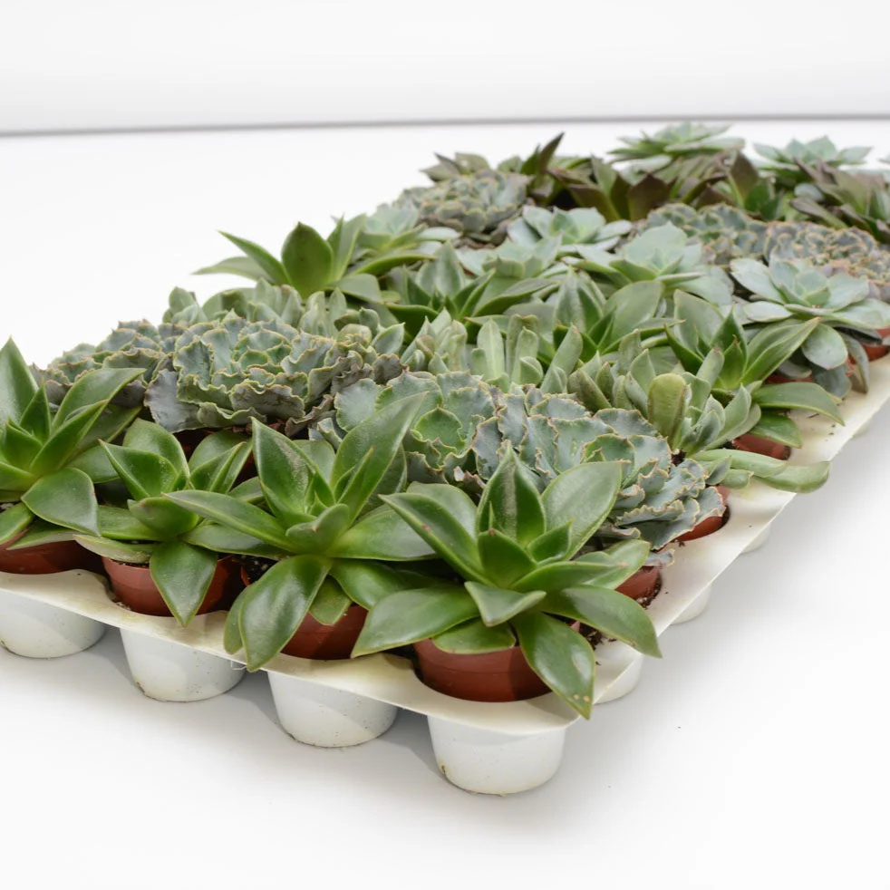 Succulente assort. – Image 5