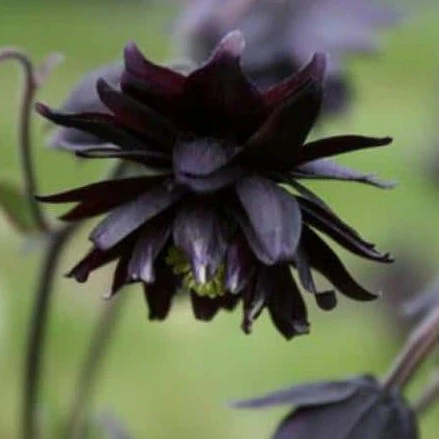 Ancolie Colombine Black Barlow - Aquilegia vulgaris 'Black Barlow'