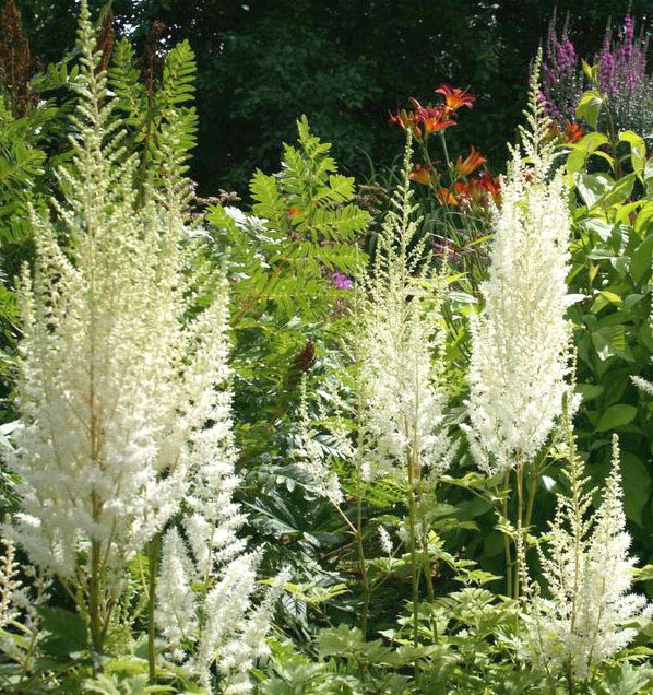 Astilbe Diamant - Astilbe chinensis 'Diamonds and Pearls'