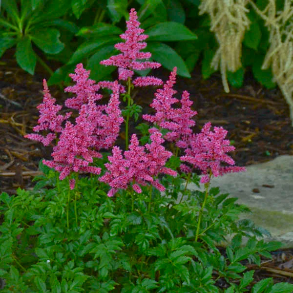 Astilbe Younique Carmine - Astilbe 'Younique Carmine'