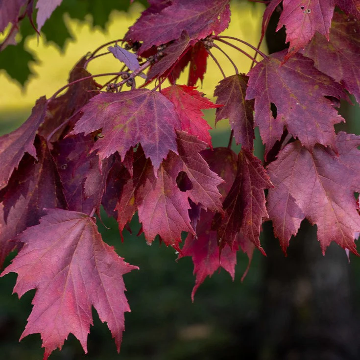 Érable rouge - Acer rubrum