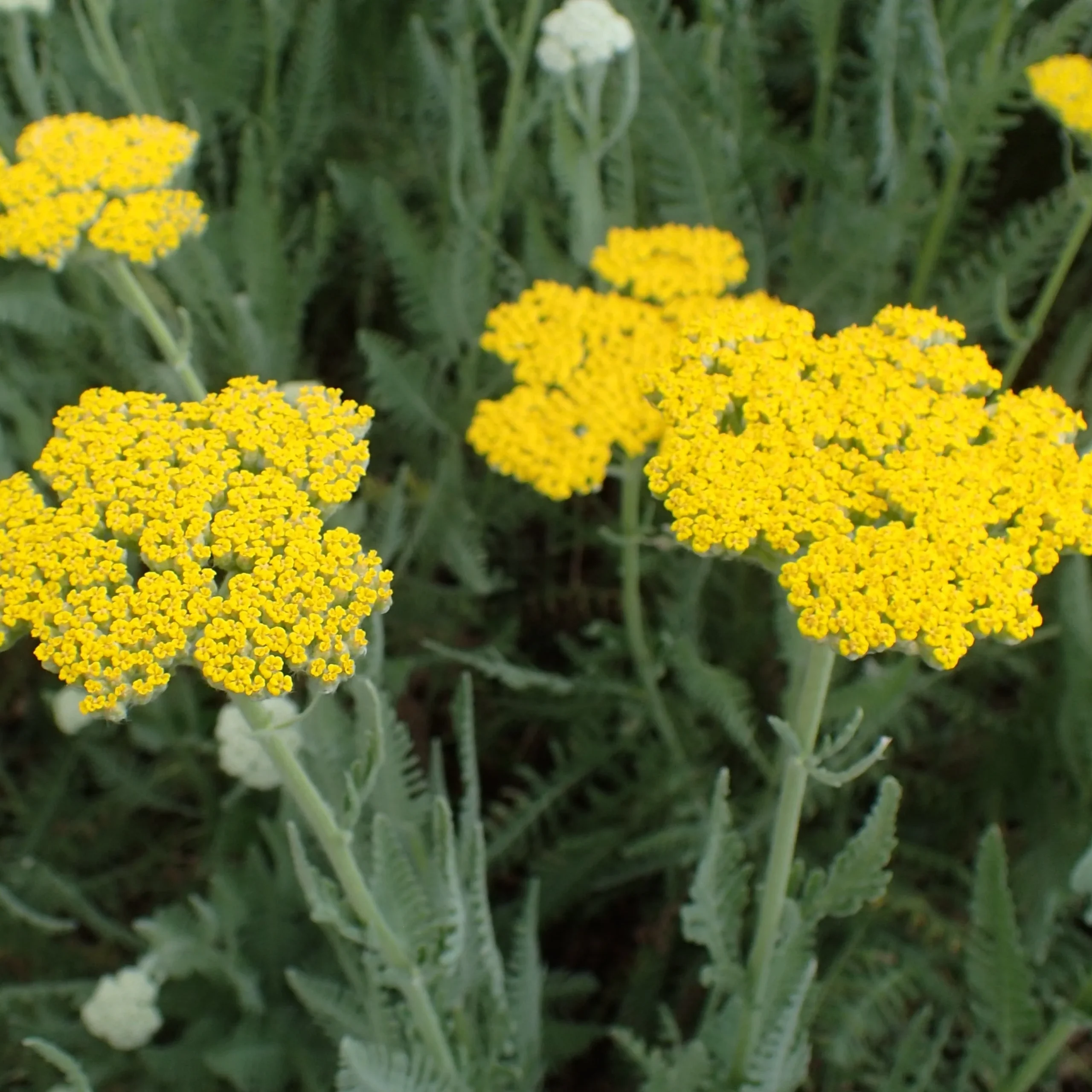 Herbe dinde Moonshine - Achillea millefolium 'Moonshine'