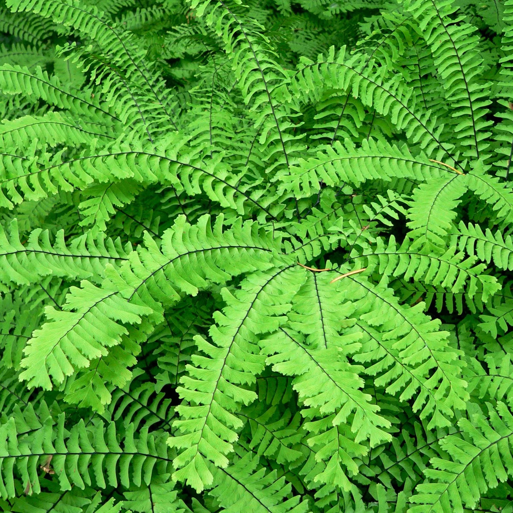 Capillaire du Canada - Adiantum pedatum