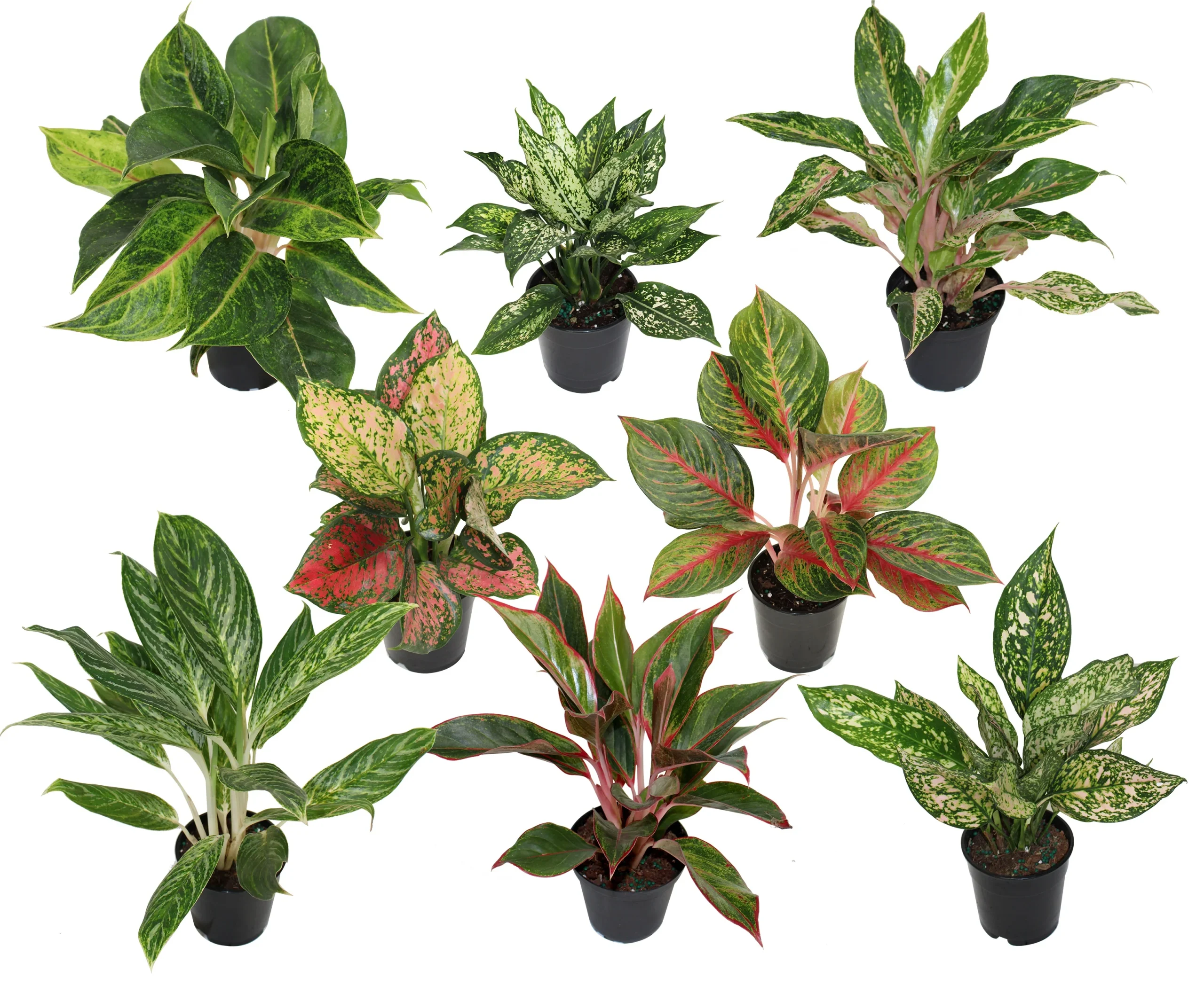 Aglaonème assort. - Aglaonema mix