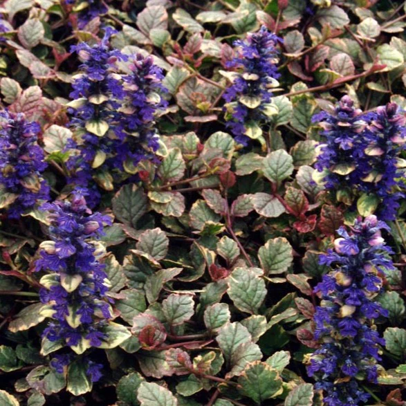 Bugle Burgundy Glow - Ajuga reptans 'Burgundy Glow'