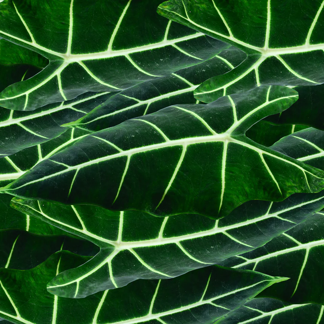 Alocasia Frydek - Alocasia 'Frydek'