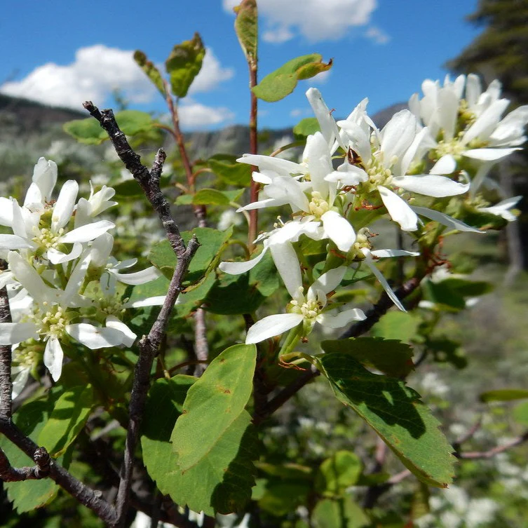 Amélanchier Martin - Amelanchier alnifolia 'Martin' – Image 2
