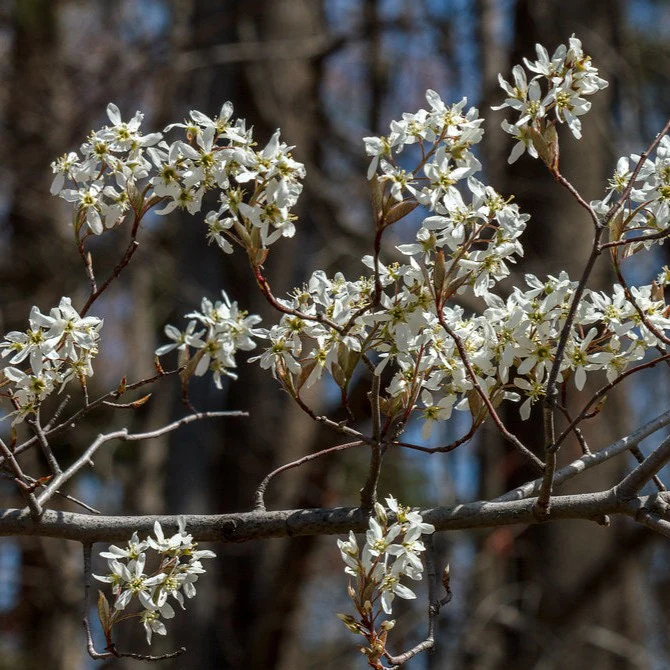 Amélanchier du Canada - Amelanchier canadensis