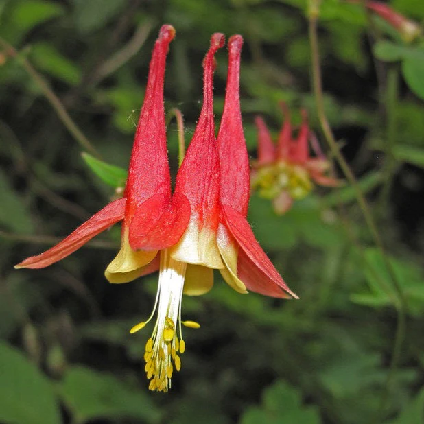 Ancolie Colombine du Canada - Aquilegia canadensis