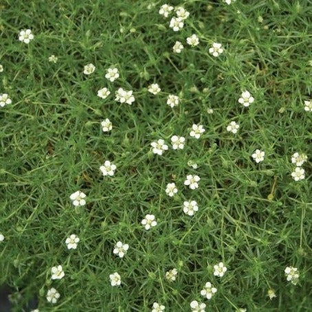 Sagine mousse - Arenaria verna