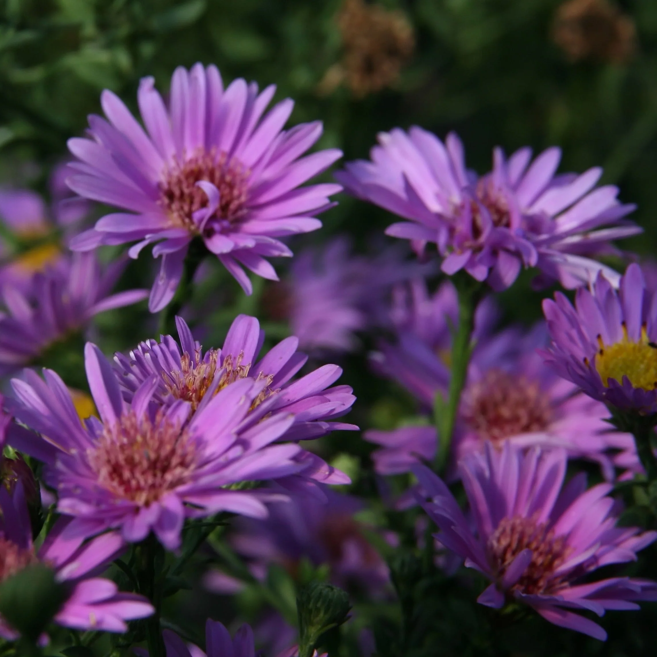 Aster Violet Carpet - Aster dumosus 'Violet Carpet'