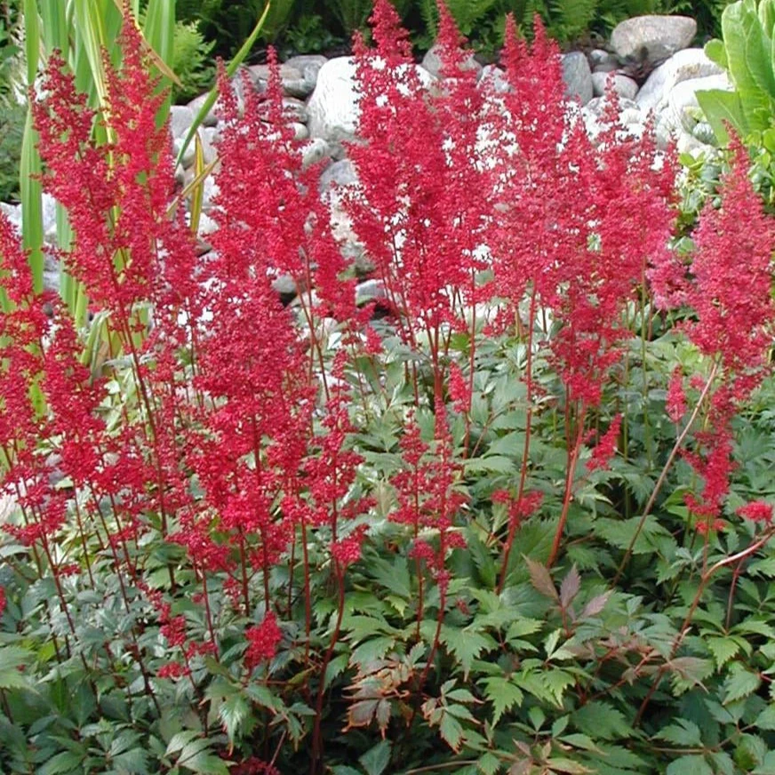 Astilbe Fanal - Astilbe 'Fanal'