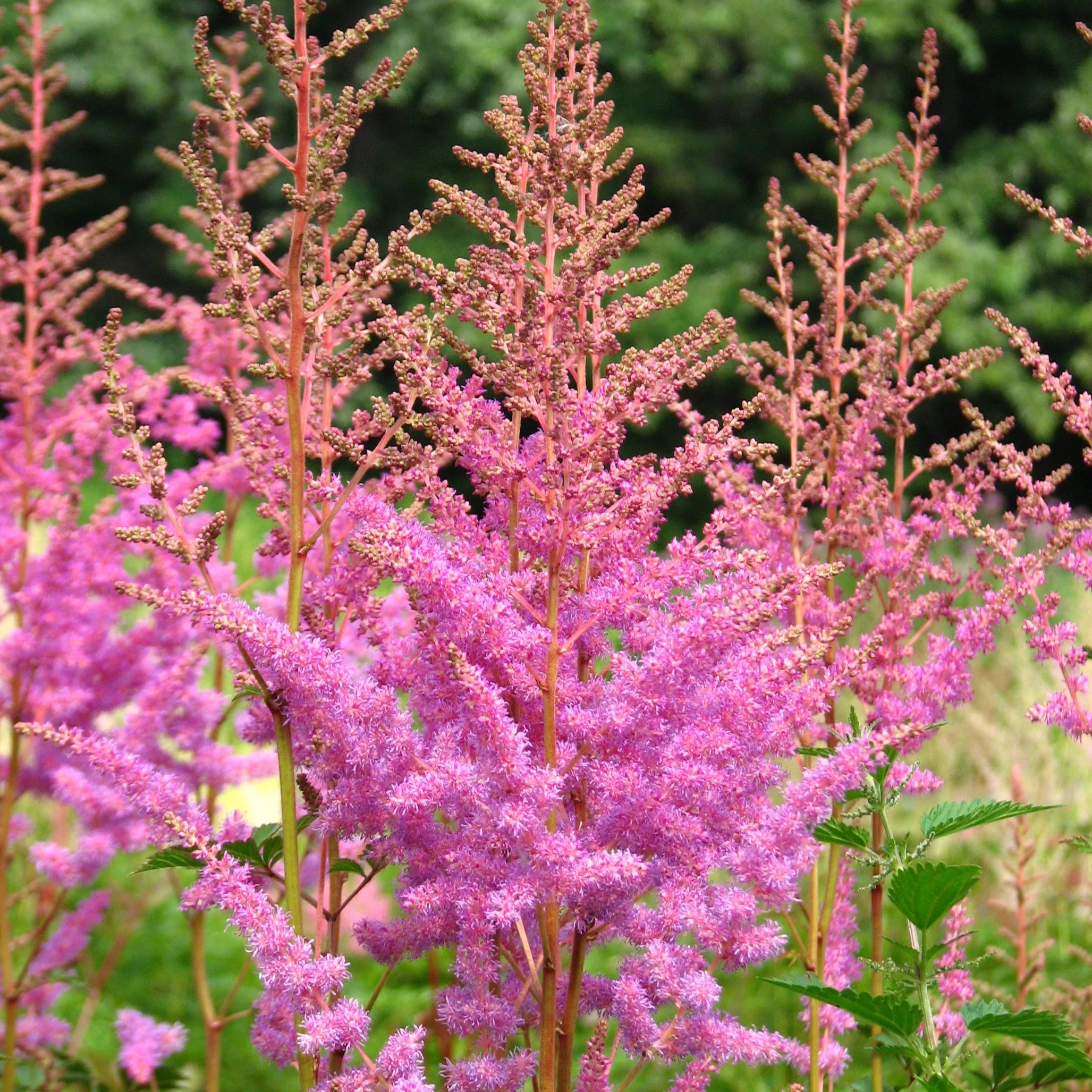 Astilbe Amethyst - Astilbe arendsii 'Amethyst'