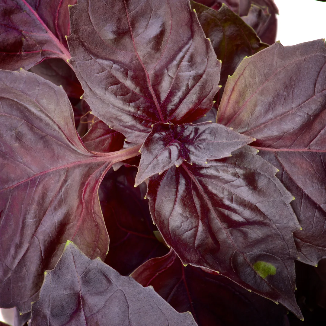 Basilic pourpre 'Rosie' (plant BIO)