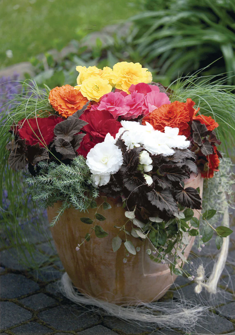 Bégonia tubéreux - Begonia tuberosa – Image 8