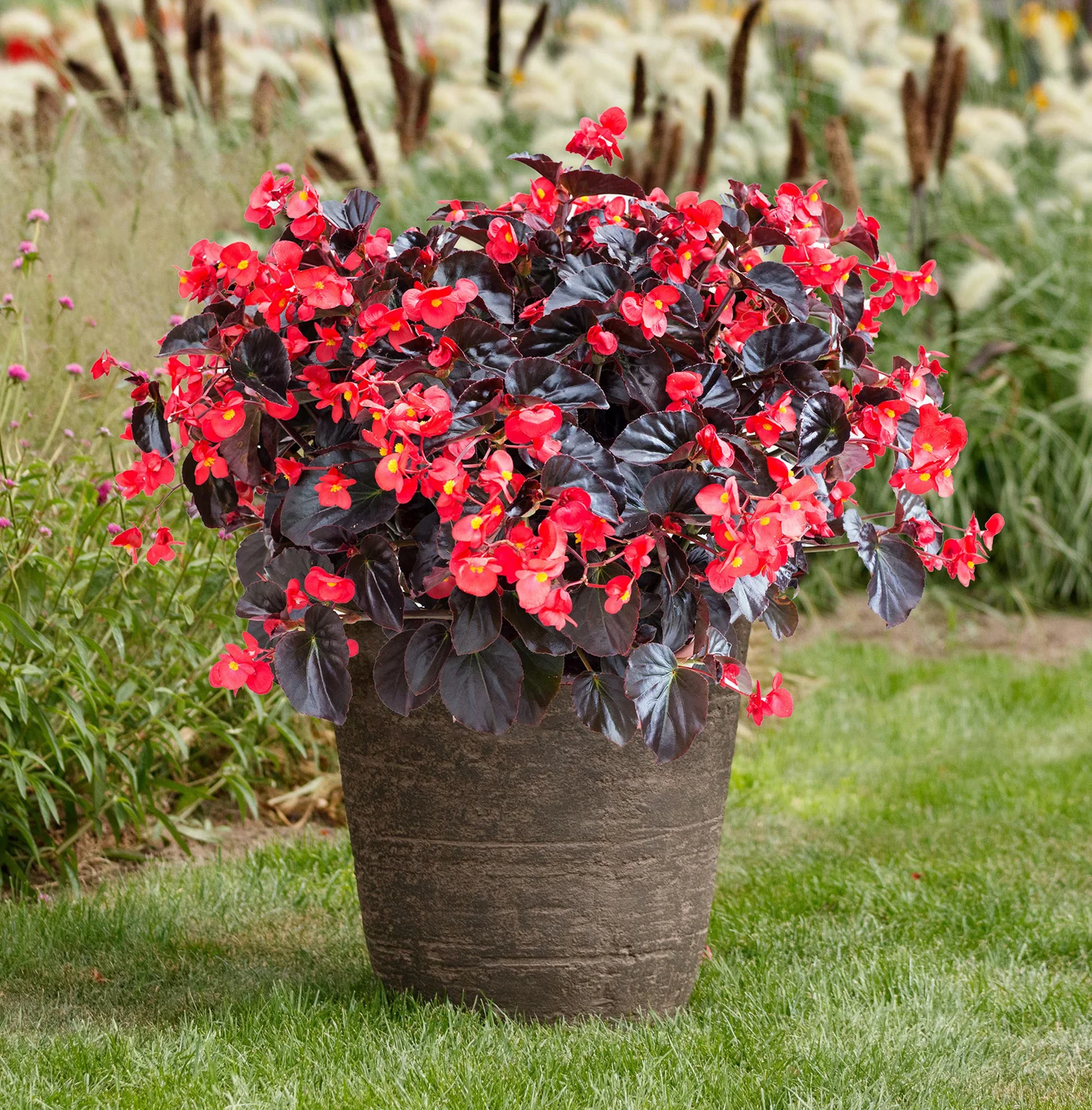 Bégonia Viking - Begonia 'Viking'