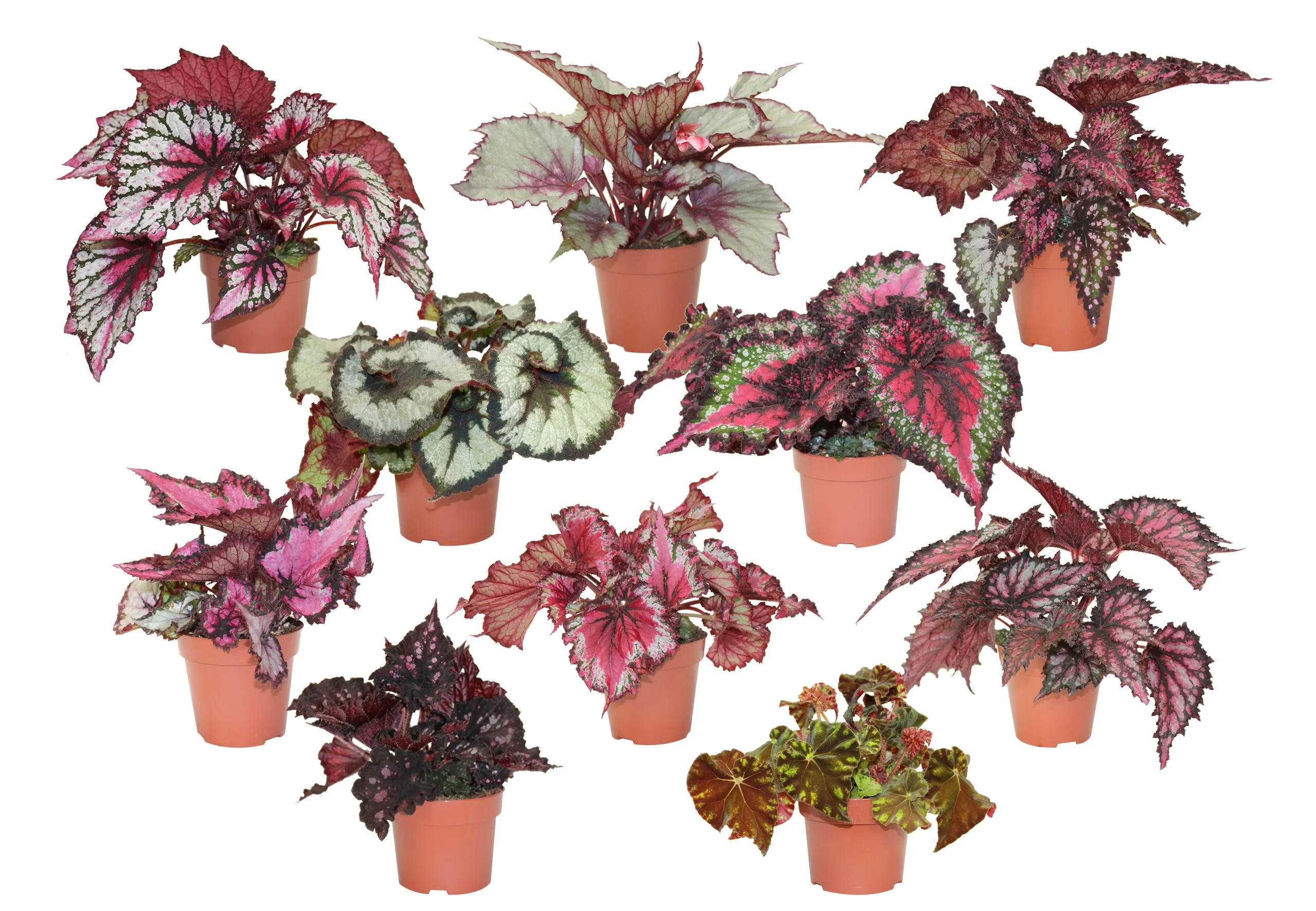 Bégonia Rex assort.- Begonia 'Rex' mix