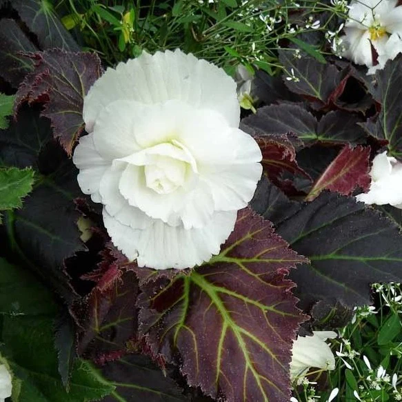 Bégonia tubéreux - Begonia tuberosa – Image 2