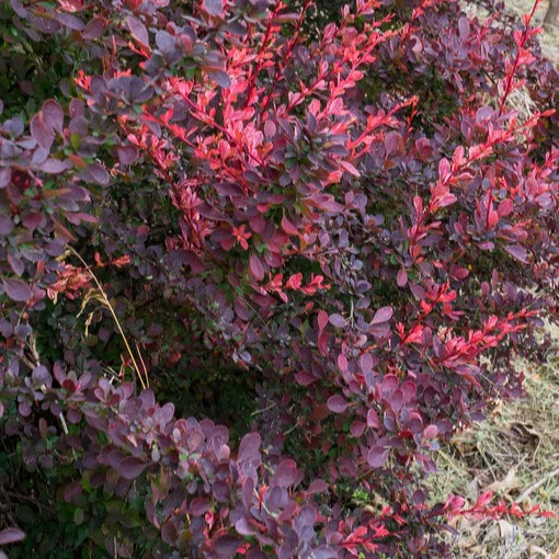 Berbéris Rose Glow - Berberis thunbergii 'Rose Glow' – Image 2