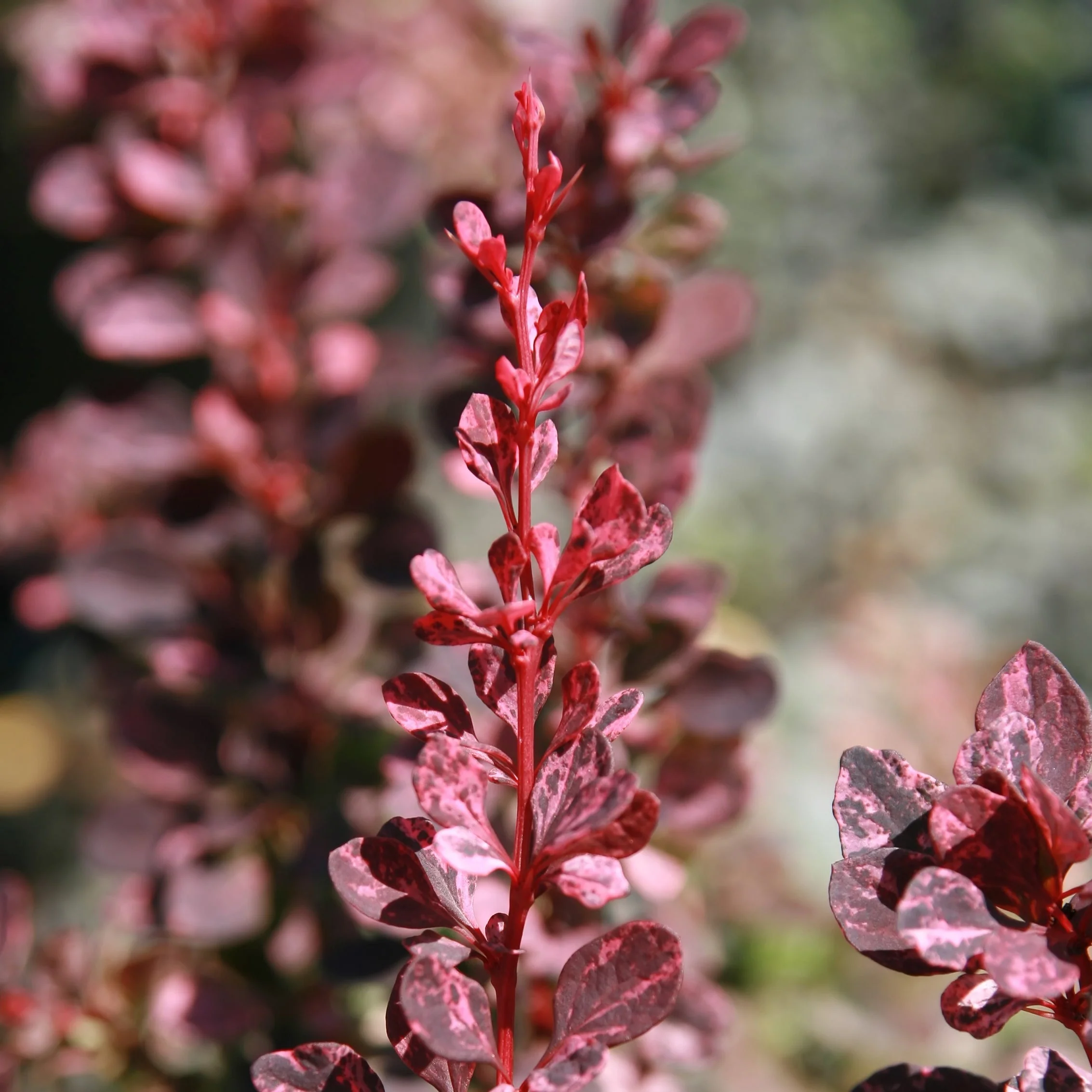 Berbéris Rose Glow - Berberis thunbergii 'Rose Glow'
