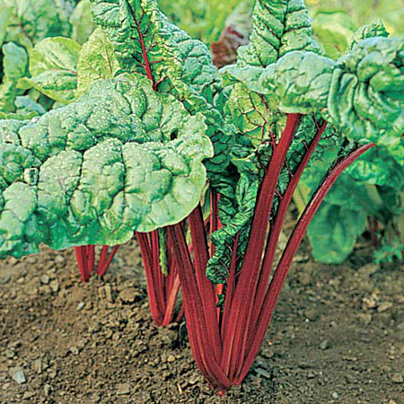 Bette à carde Rhubarb Red Bio (semences)