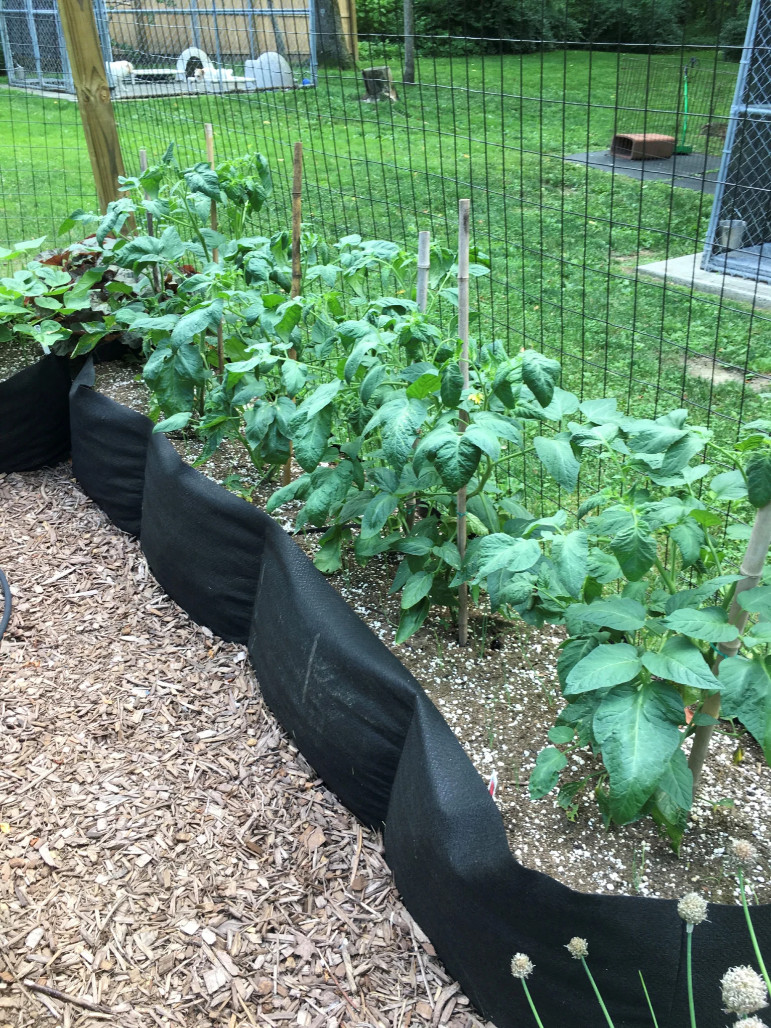 Smart Pot rectangulaire Long Bed 6 pi – Image 2