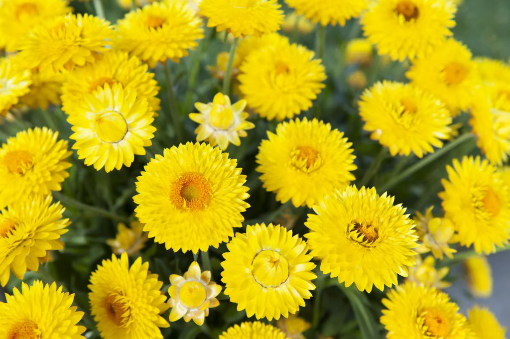 Immortelle - Helichrysum bracteantha – Image 3