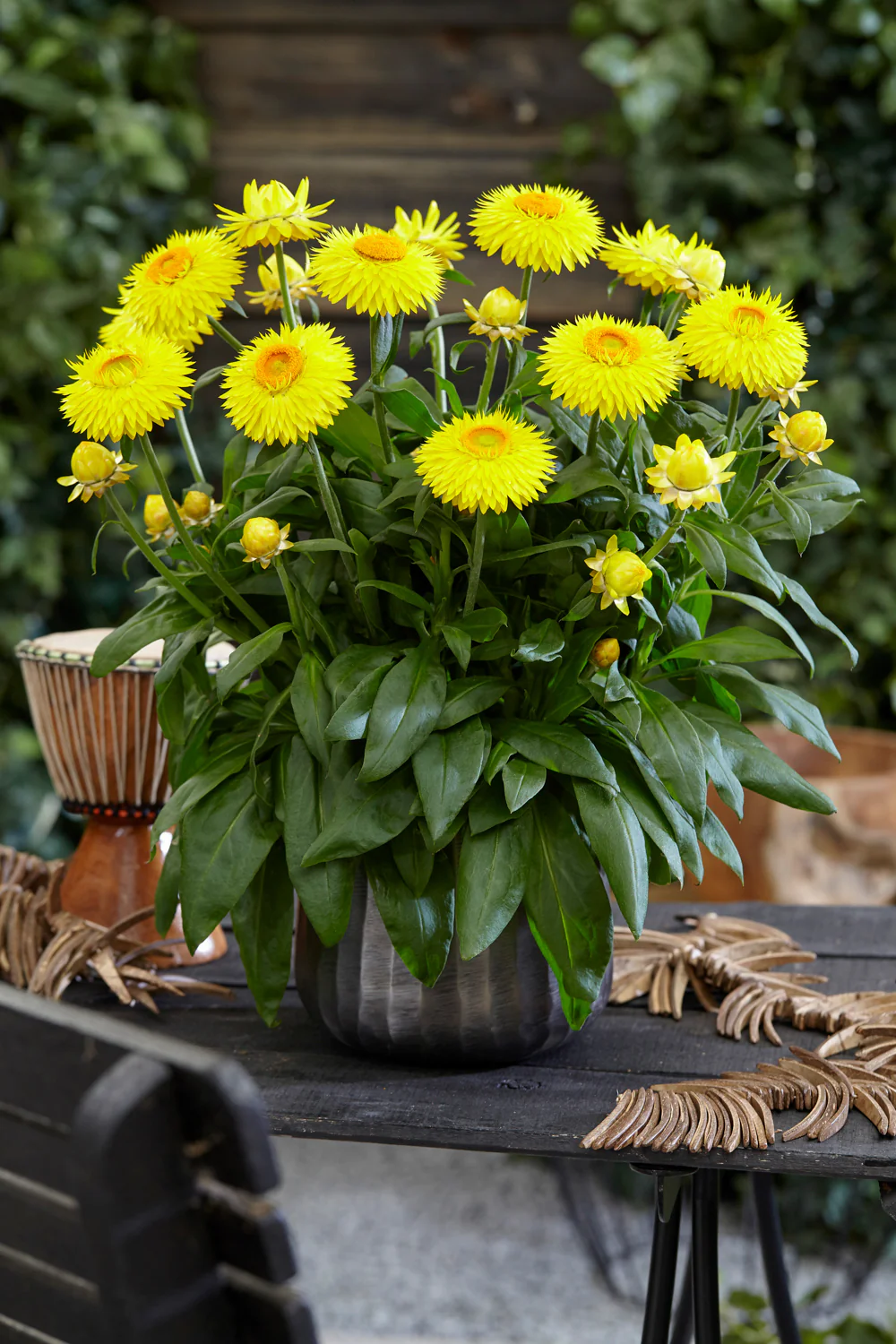 Immortelle - Helichrysum bracteantha – Image 4