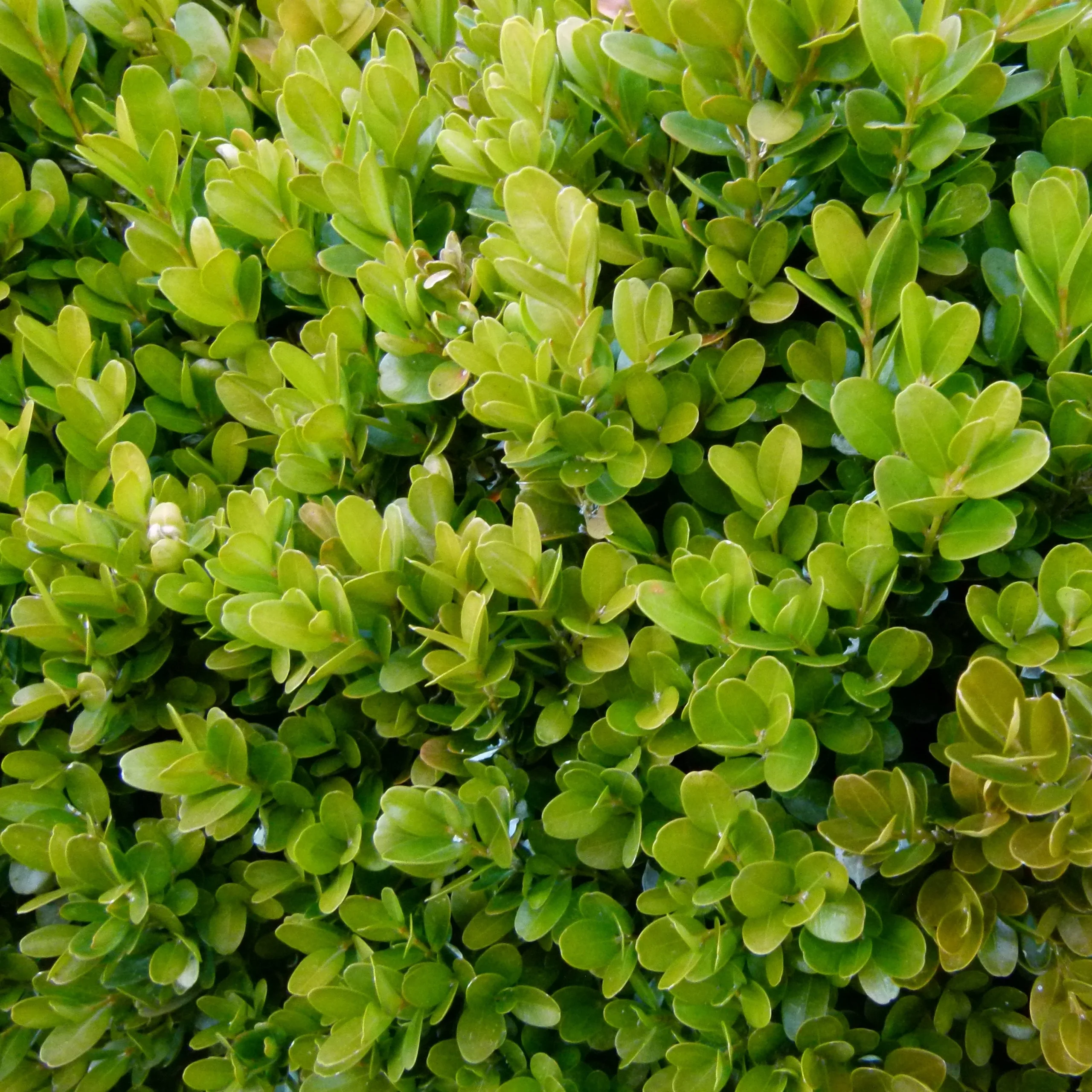 Buis Green Gem - Buxus 'Green Gem'