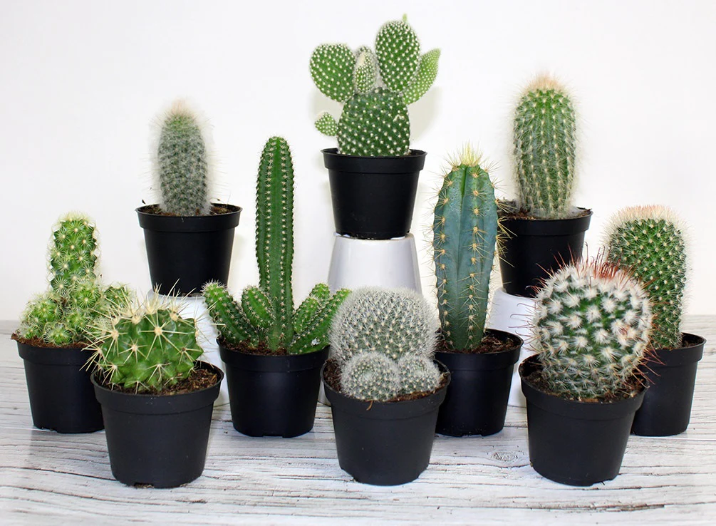 Cactus assort. - Cactus mix