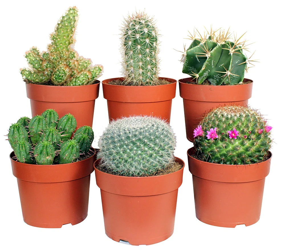 Cactus assort. - Cactus mix – Image 2