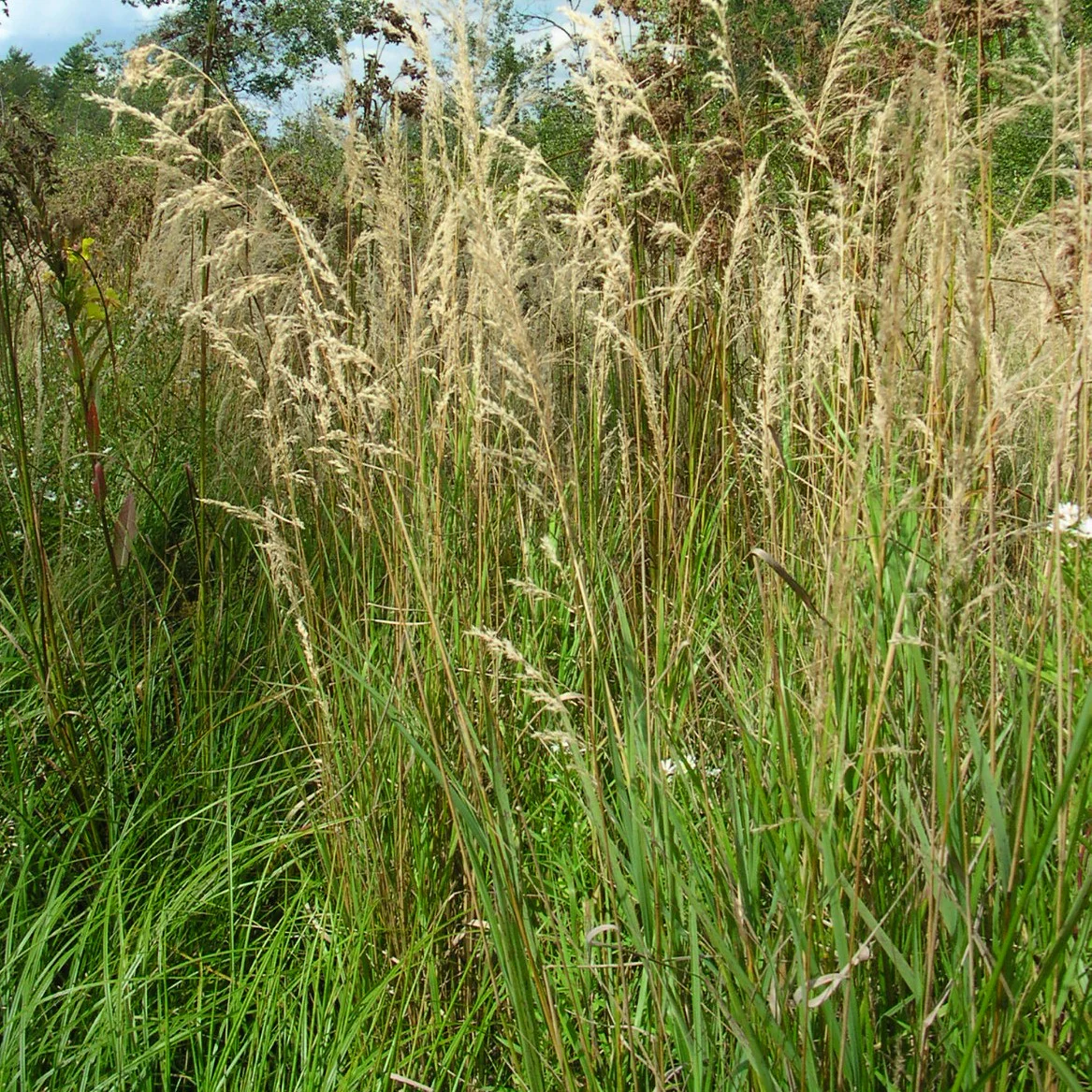 Calamagrostide du Canada - Calamagrostis canadensis