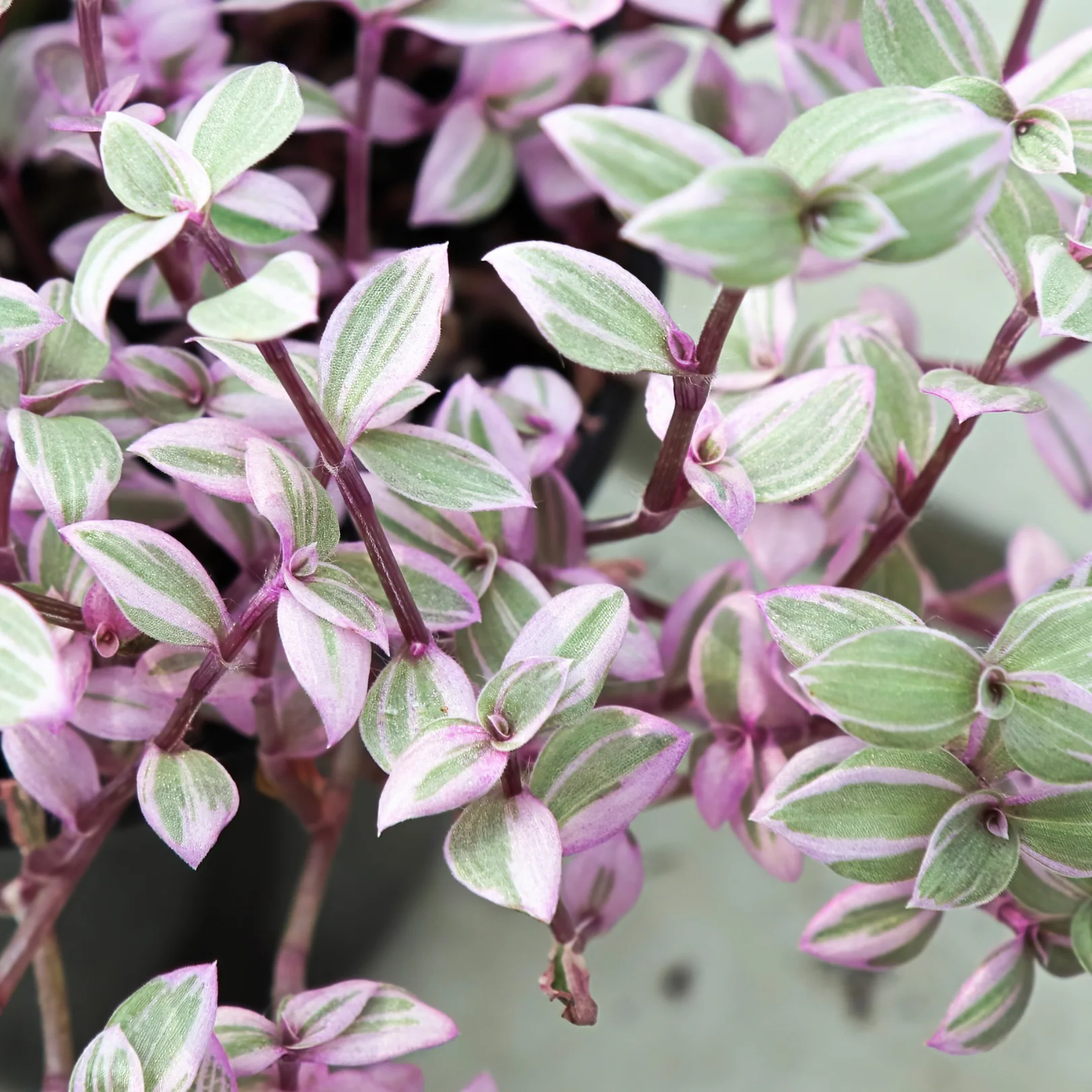 Bébés plantes au profit de la néonatalogie (mars seulement) – Image 7