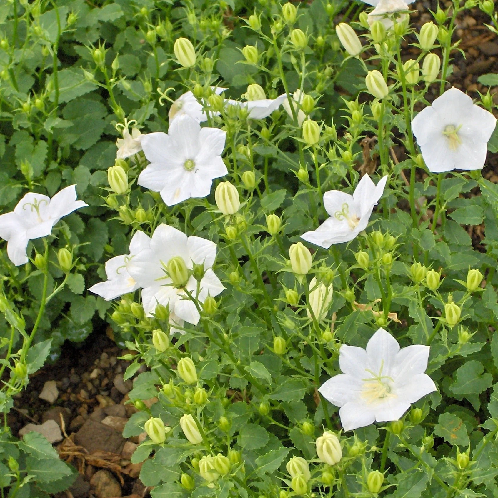 Campanule Rapido White - Campanula carpatica 'Rapido White'