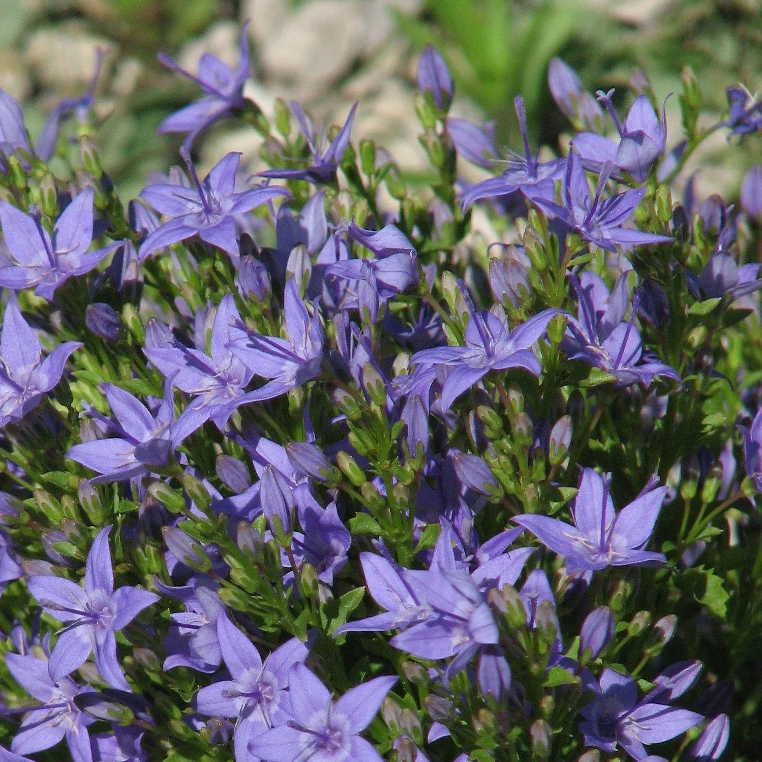 Campanule des murs - Campanula portenschlagiana (muralis)