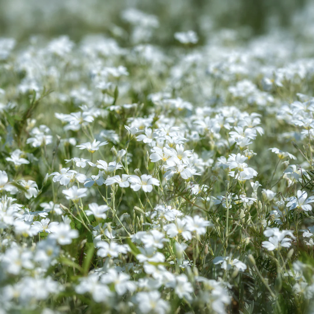 Corbeille d'argent - Cerastium tomentosum