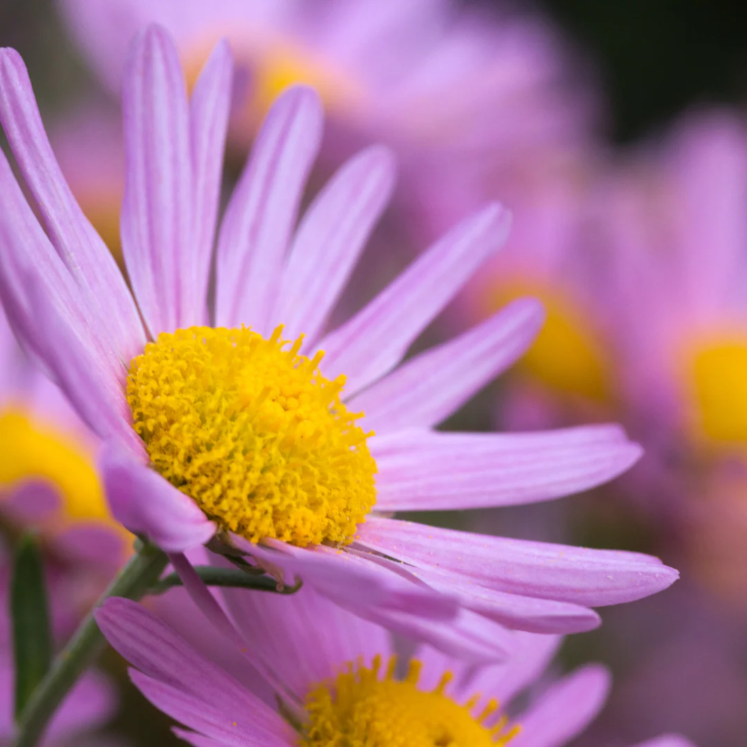 Chrysanthème 'Clara Curtis' - Chrysanthemum rubellum 'Clara Curtis'