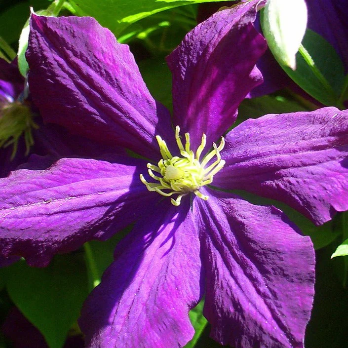 Clématite Jackmanii - Clematis 'Jackmanii'