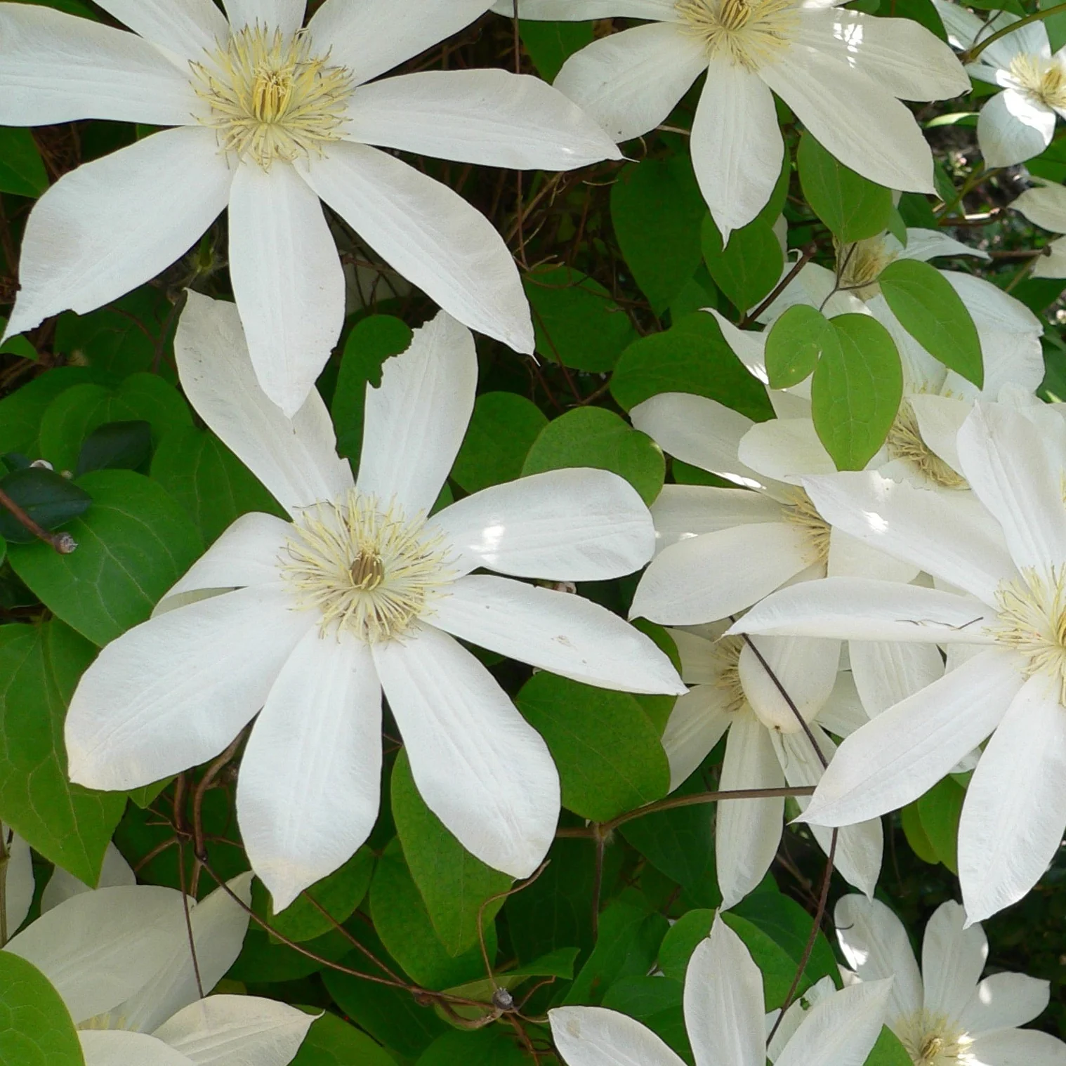 Clématite Henryi II - Clematis 'Henryi II'