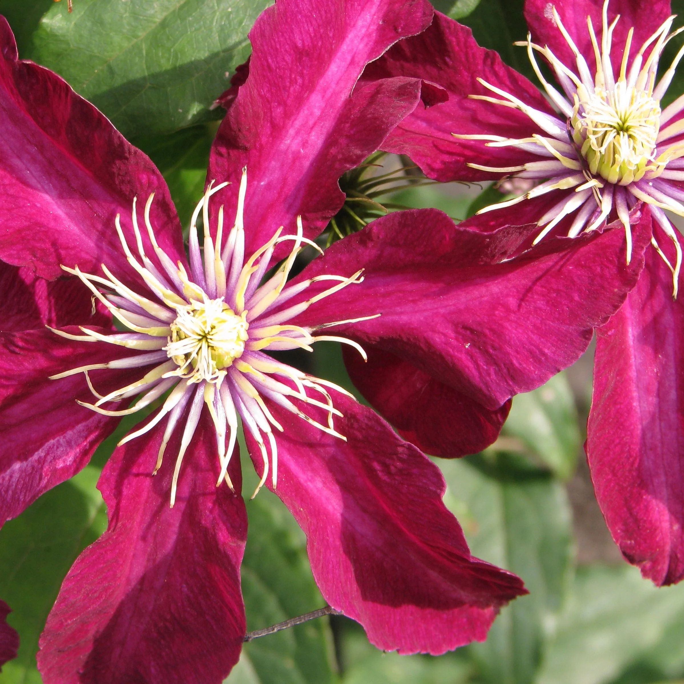 Clématite Niobe - Clematis 'Niobe'