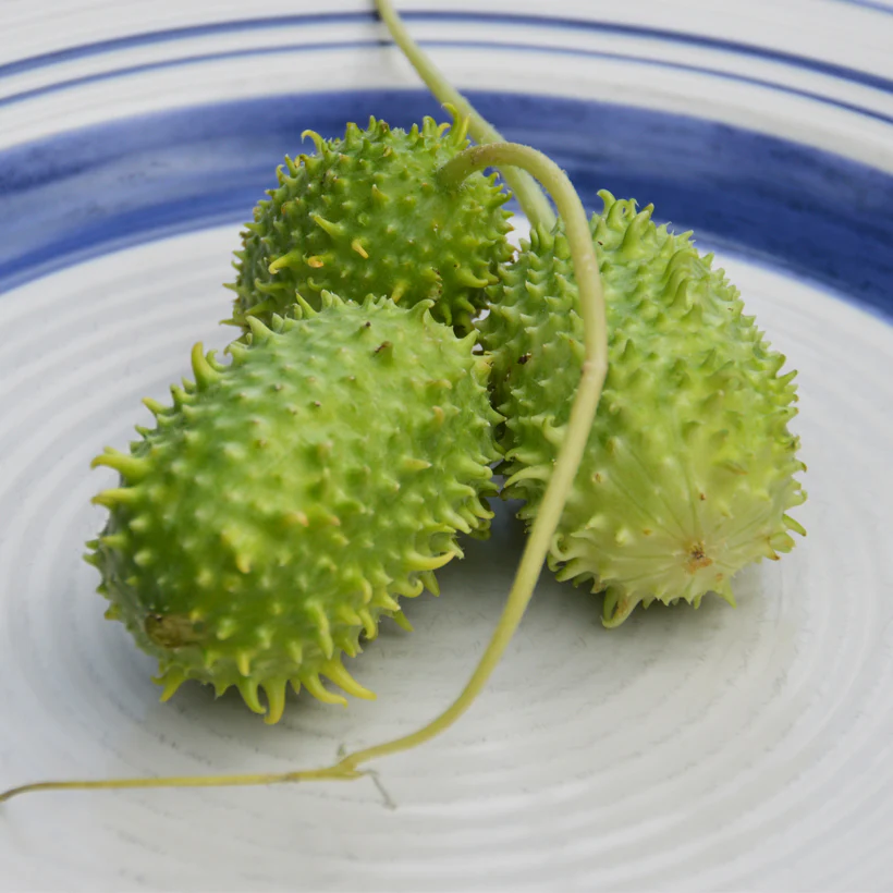 Concombre des Antilles Bio (semences)