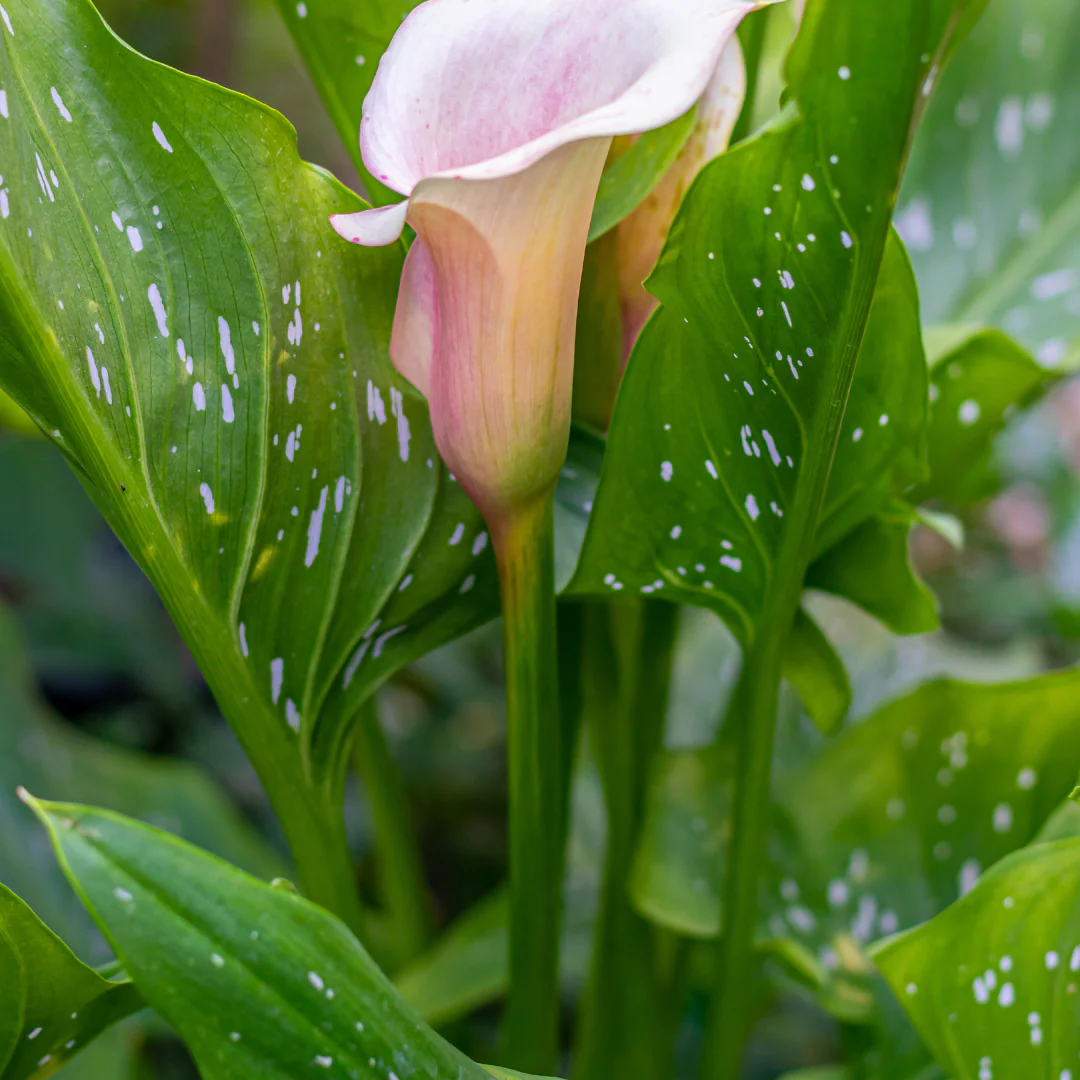 Lys Calla White Giant - Zantedeschia gigantea – Image 2