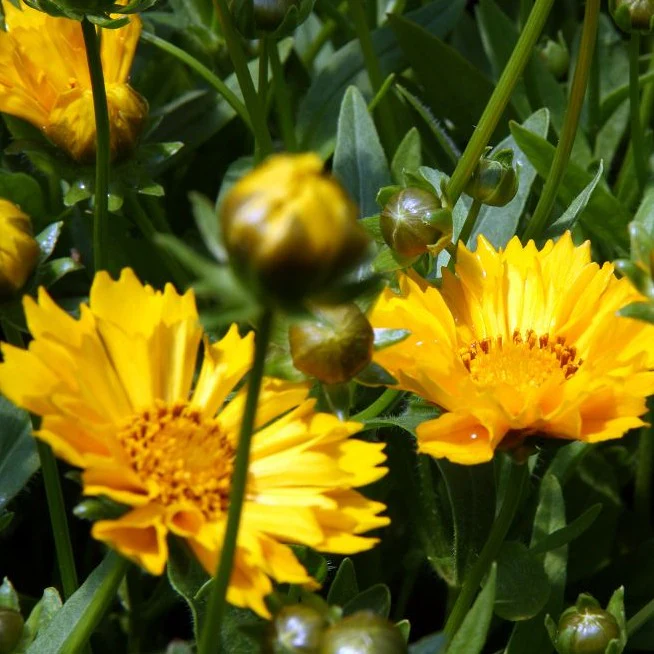 Coréopsis Jethro Tull - Coreopsis grandiflora 'Jethro Tull'