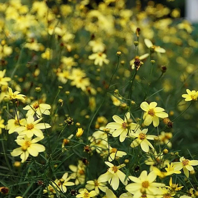Coréopsis Moonbeam - Coreopsis verticillata 'Moonbeam'