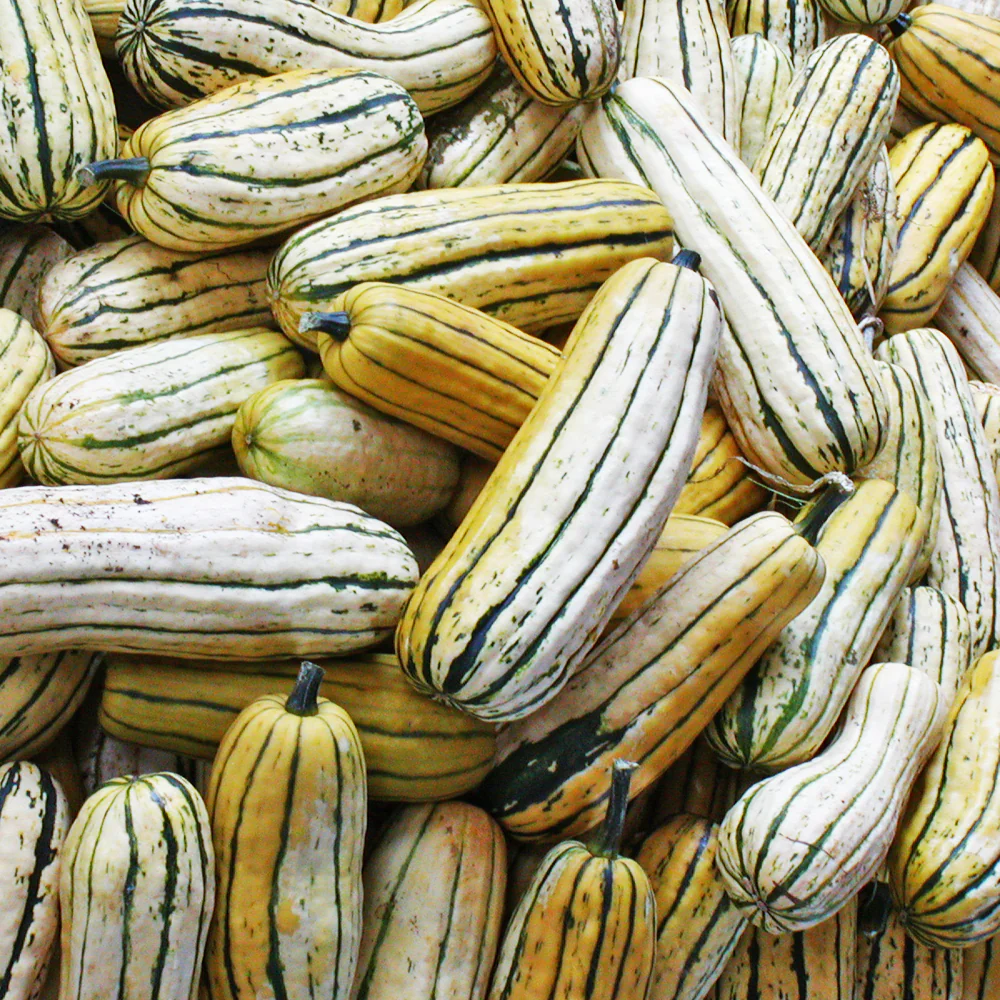 Courge Delicata Bio (semences)